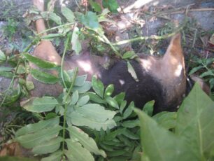 Μαζική δολοφονία ζώων με φόλες ξανά στον Γαλατά Αιτωλοακαρνανίας