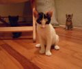 Θεσσαλονίκη: Ψάχνει την γάτα της που γείτονες της πέταξαν στο δρόμο