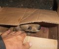 Εγκατέλειψε το γεμάτο τσιμπούρια σκυλάκι του έξω από το σπίτι του εθελοντή στα Γιαννιτσά