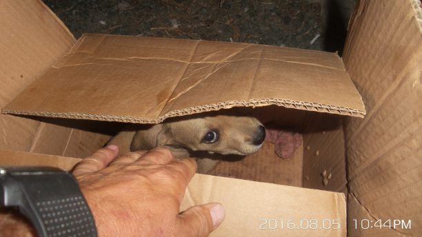 Εγκατέλειψε το γεμάτο τσιμπούρια σκυλάκι του έξω από το σπίτι του εθελοντή στα Γιαννιτσά