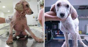 Μετά από ένα μήνα φροντίδας το εξαθλιωμένο κουτάβι που βρέθηκε στη Γλυφάδα μεταμορφώθηκε σ’ ένα πανέμορφο σκυλάκι! (Βίντεο)