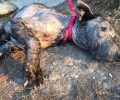 Έβγαλαν από αγωγό υδάτων στον Κάλαμο τον εξαθλιωμένο και εξαιρετικά άρρωστο σκύλο (βίντεο)