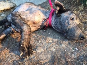 Έβγαλαν από αγωγό υδάτων στον Κάλαμο τον εξαθλιωμένο και εξαιρετικά άρρωστο σκύλο (βίντεο)