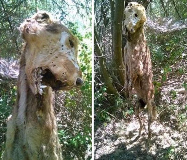 Καμάρια Εύβοιας: Βρήκαν στο χωράφι τους το πτώμα του απαγχονισμένου σκύλου