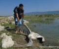 Εκατοντάδες  νεκρά πουλιά (αργυροπελεκάνοι, ροδοπελεκάνοι, κ.ά. υδρόβια) από δηλητηρίαση στη Λίμνη Κάρλα (βίντεο)