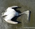 Ο Φορέας Διαχείρισης Λίμνης Κάρλας διαψεύδει ότι τα εκατοντάδες νεκρά πουλιά δηλητηριάστηκαν από κυανοτοξίνες