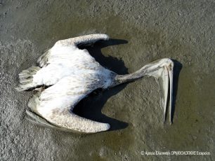 Από παρασιτοκτόνα δηλητηριάστηκαν μέσα σε 3 μήνες εκατοντάδες άγρια & σπάνια πτηνά στη λίμνη Κάρλα (βίντεο)