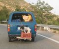 Καβάλα: Σκύλος δεμένος σε τελάρο έξω από το μίνι βαν ενώ το όχημα κινείται