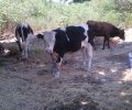 Συστηματική κακοποίηση και των αγελάδων παντού στην Κω