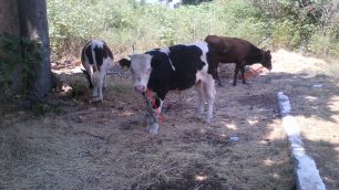 Συστηματική κακοποίηση και των αγελάδων παντού στην Κω