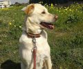 Χάθηκε θηλυκός σκύλος στην Αμάρυνθο της Εύβοιας