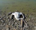 Δεν εντοπίστηκε ειδικός παθογόνος μικροοργανισμός στα νεκρά πουλιά στην Λίμνη Κάρλα σύμφωνα με τον Φορέα Διαχείρισης