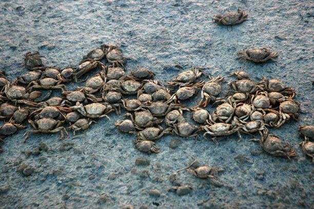 Τόνοι νεκρών ψαριών και καβουριών στην αλυκή της Λήμνου μετά από διάνοιξη καναλιού προς την θάλασσα από τον Δήμο Λήμνου