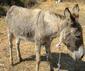 Κάτοικος της Λήμνου υιοθέτησε το γαϊδούρι που εγκατέλειψε για να ξεφορτωθεί ο ιδιοκτήτης του