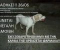 Χάθηκε θηλυκός σκύλος στον Μαρκόπουλο Ωρωπού
