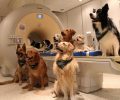 Ο εγκέφαλος των σκύλων αντιλαμβάνεται τόσο τι λένε οι άνθρωποι όσο και πώς το λένε σύμφωνα με ουγγρική έρευνα