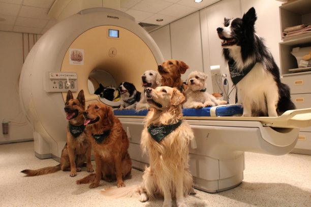 Ο εγκέφαλος των σκύλων αντιλαμβάνεται τόσο τι λένε οι άνθρωποι όσο και πώς το λένε σύμφωνα με ουγγρική έρευνα