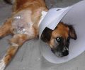 Βρήκαν τον σκύλο χτυπημένο και πυροβολημένο έξι φορές με αεροβόλο στην Μαλάξα Χανίων