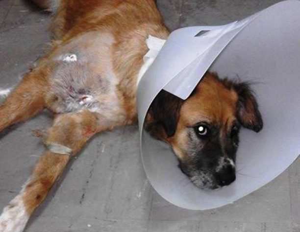 Βρήκαν τον σκύλο χτυπημένο και πυροβολημένο έξι φορές με αεροβόλο στην Μαλάξα Χανίων