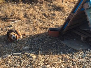 Άφησαν το σκυλί τους να πεθάνει αβοήθητο στο Μαράθι της Πάρου