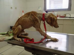 Μπορείτε να βοηθήσετε προσφέροντας ειδική τροφή ή φάρμακα για τον σκελετωμένο σκύλο που βρέθηκε στον Μαραθώνα; (Βίντεο)