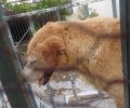 Παλεύει για τη ζωή του ο άρρωστος σκύλος που εγκαταλείφθηκε σε ερειπωμένο σπίτι στο Μαρούσι