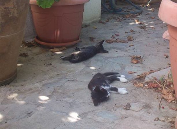 Μισίρια Ρεθύμνου: Βρήκε τα γατάκια που ζούσαν στον κήπο του και τα είχε μεγαλώσει με μπιμπερό δηλητηριασμένα από φόλα