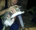 Ανάγκασε την γάτα να εισπνεύσει καπνό από ναργιλέ για να κάνουν πλάκα