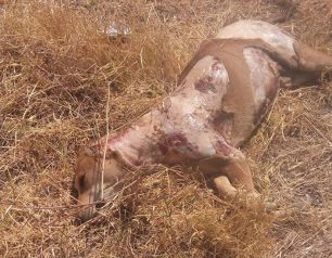 Παναιτώλιο Αιτωλοακαρνανίας: Έγδαρε τον σκύλο, ακρωτηρίασε τα γεννητικά του όργανα και τον πέταξε στο δρόμο