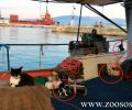 Γάτα «καπετάνισσα» σε ψαροκάικο μαζί με τα μικρά της στην Πρέβεζα (βίντεο)