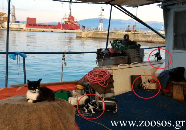 Γάτα «καπετάνισσα» σε ψαροκάικο μαζί με τα μικρά της στην Πρέβεζα (βίντεο)