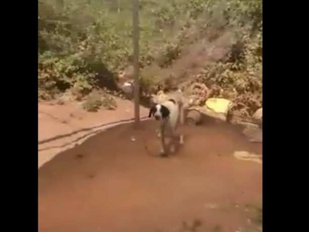 Πρέβεζα: Σκύλος αλυσοδεμένος χωρίς τροφή, νερό και η Αστυνομία δεν βλέπει κακοποίηση! (Βίντεο)