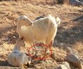 Συστηματική η κακοποίηση των κατσικιών και άλλων ζώων και στην Τήνο (βίντεο)