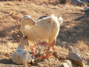Συστηματική η κακοποίηση των κατσικιών και άλλων ζώων και στην Τήνο (βίντεο)