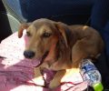 Ζωντανό και καλά στην υγεία του το σκυλί που ξυλοκόπησε άγρια 88χρονος στο Τυχερό Έβρου (βίντεο)