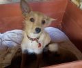 Χρυσή Ακτή Χανίων: Η σκυλίτσα προσπαθούσε να βγάλει από τον κάδο τα κουτάβια της που κάποιος πέταξε στα σκουπίδια ζωντανά