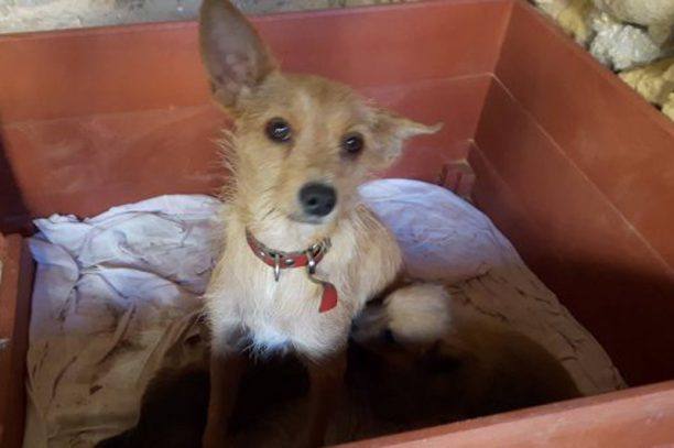 Χρυσή Ακτή Χανίων: Η σκυλίτσα προσπαθούσε να βγάλει από τον κάδο τα κουτάβια της που κάποιος πέταξε στα σκουπίδια ζωντανά