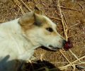 Συστηματική εξόντωση αδέσποτων ζώων και στο Ξυλόκαστρο Κορινθίας με τον Δήμο Ξυλoκάστρου – Ευρωστίνης να κοιτάει αδιάφορος