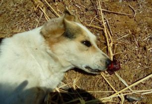 Συστηματική εξόντωση αδέσποτων ζώων και στο Ξυλόκαστρο Κορινθίας με τον Δήμο Ξυλoκάστρου – Ευρωστίνης να κοιτάει αδιάφορος