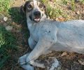 Λάρισα: Έκκληση για να καλυφθούν τα έξοδα νοσηλείας του τραυματισμένου και πυροβολημένου σκύλου