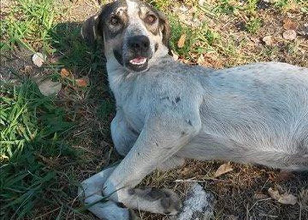 Λάρισα: Έκκληση για να καλυφθούν τα έξοδα νοσηλείας του τραυματισμένου και πυροβολημένου σκύλου