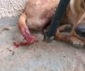 Βοσκός βασάνισε τον σκύλο του δένοντας την ουρά του ζώου με σύρμα στους Αγίους Θεοδώρους Κορινθίας