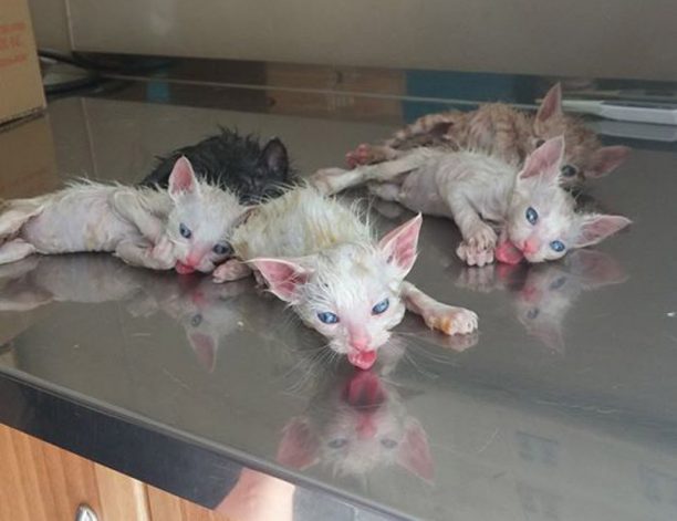 Βρήκαν 5 γατάκια κλεισμένα σε σακούλα πεταμένα στα σκουπίδια στο Αιγάλεω
