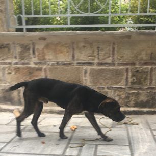 Έδεσε και εγκατάλειψε στο κέντρο της Αθήνας τον τραυματισμένο σκύλο ράτσας Πίτμπουλ 7 AiolouPitbullEgkatalipsi 3