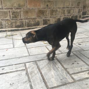 Έδεσε και εγκατάλειψε στο κέντρο της Αθήνας τον τραυματισμένο σκύλο ράτσας Πίτμπουλ 6 AiolouPitbullEgkatalipsi 4