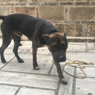 Έδεσε και εγκατάλειψε στο κέντρο της Αθήνας τον τραυματισμένο σκύλο ράτσας Πίτμπουλ 5 AiolouPitbullEgkatalipsi 5