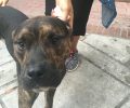 Έδεσε και εγκατάλειψε στο κέντρο της Αθήνας τον τραυματισμένο σκύλο ράτσας Πίτμπουλ