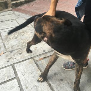 Έδεσε και εγκατάλειψε στο κέντρο της Αθήνας τον τραυματισμένο σκύλο ράτσας Πίτμπουλ 4 AiolouPitbullEgkatalipsi 7
