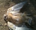Συνεχίζουν τις δολοφονίες άγριων ειδών οι «οικολόγοι» κυνηγοί: Κουκουβάγια νεκρή από σκάγια βρέθηκε στην Ραφήνα