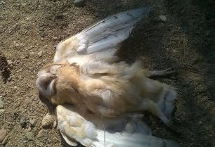 Συνεχίζουν τις δολοφονίες άγριων ειδών οι «οικολόγοι» κυνηγοί: Κουκουβάγια νεκρή από σκάγια βρέθηκε στην Ραφήνα